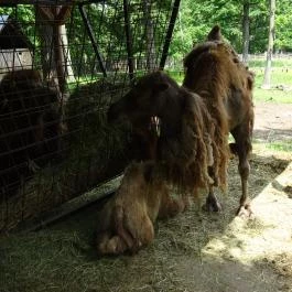 Miskolci Állatkert, Miskolc - 