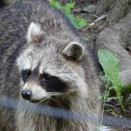 Miskolci Állatkert, Miskolc - 