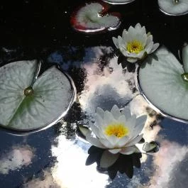 Miskolci Állatkert, Miskolc - 