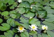 Miskolci Állatkert Miskolc