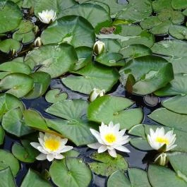 Miskolci Állatkert, Miskolc - 