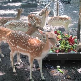 Mókus Csárda Békéscsaba - Egyéb