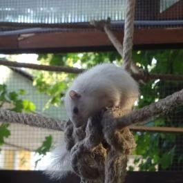 Mókus Sörkert - Étterem & Terasz Budapest - Egyéb