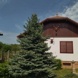 Monori Pincefalu, Monor - Egyéb