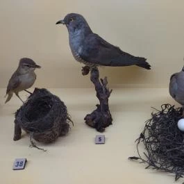 Móra Ferenc Múzeum, Szeged - Egyéb