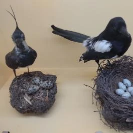 Móra Ferenc Múzeum, Szeged - Egyéb