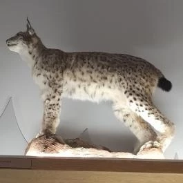 Móra Ferenc Múzeum, Szeged - Egyéb