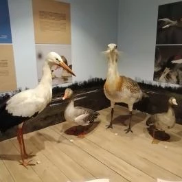 Móra Ferenc Múzeum, Szeged - Egyéb