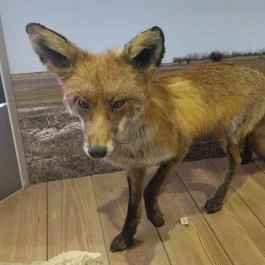 Móra Ferenc Múzeum, Szeged - Egyéb