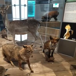 Móra Ferenc Múzeum, Szeged - Egyéb