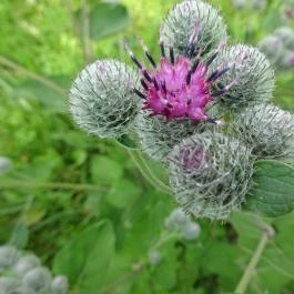 Nádasdy Arborétum Olaszfalu - Egyéb