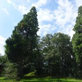 Nádasdy Arborétum Olaszfalu - Egyéb