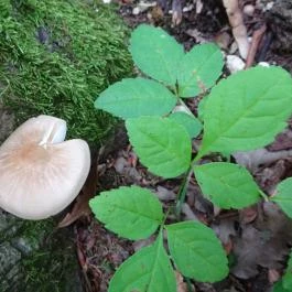 Nádasdy Arborétum Olaszfalu - Egyéb