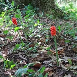 Nádasdy Arborétum Olaszfalu - Egyéb