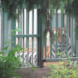Nagyerdei Kultúrpark: Állatkert & Vidámpark Debrecen - Egyéb