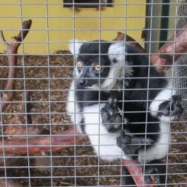 Nagyerdei Kultúrpark: Állatkert & Vidámpark Debrecen - Egyéb