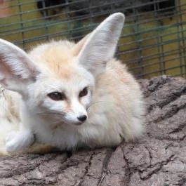 Nagyerdei Kultúrpark: Állatkert & Vidámpark Debrecen - Egyéb