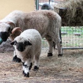 Nagyerdei Kultúrpark: Állatkert & Vidámpark Debrecen - Egyéb