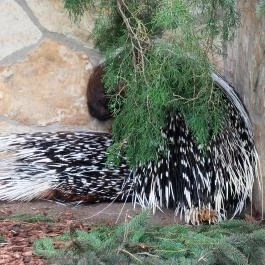 Nagyerdei Kultúrpark: Állatkert & Vidámpark Debrecen - Egyéb