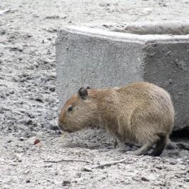 Nagyerdei Kultúrpark: Állatkert & Vidámpark Debrecen - Egyéb