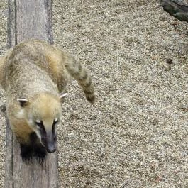 Nagyerdei Kultúrpark: Állatkert & Vidámpark Debrecen - Egyéb