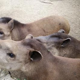Nagyerdei Kultúrpark: Állatkert & Vidámpark Debrecen - Egyéb