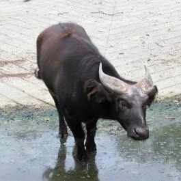 Nagyerdei Kultúrpark: Állatkert & Vidámpark Debrecen - Egyéb