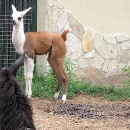 Nagyerdei Kultúrpark: Állatkert & Vidámpark Debrecen - Egyéb