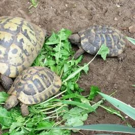 Nagyerdei Kultúrpark: Állatkert & Vidámpark Debrecen - Egyéb