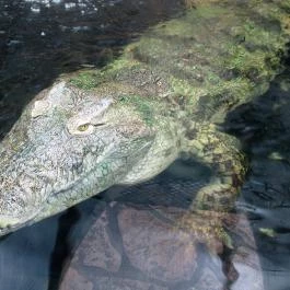 Nagyerdei Kultúrpark: Állatkert & Vidámpark Debrecen - Egyéb