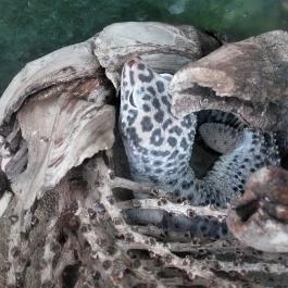 Nagyerdei Kultúrpark: Állatkert & Vidámpark Debrecen - Egyéb