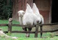Nagyerdei Kultúrpark: Állatkert & Vidámpark Debrecen