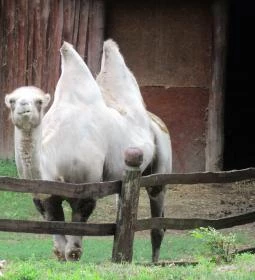 Nagyerdei Kultúrpark: Állatkert & Vidámpark