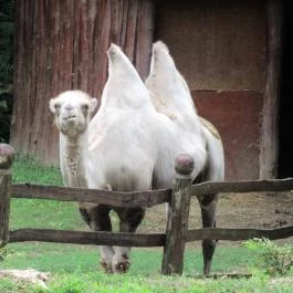 Nagyerdei Kultúrpark: Állatkert & Vidámpark Debrecen - Egyéb