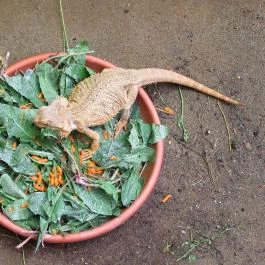 Nagyerdei Kultúrpark: Állatkert & Vidámpark Debrecen - Egyéb