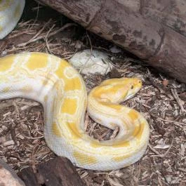 Nagyerdei Kultúrpark: Állatkert & Vidámpark Debrecen - Egyéb