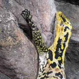 Nagyerdei Kultúrpark: Állatkert & Vidámpark Debrecen - Egyéb