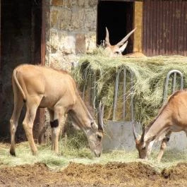 Nagyerdei Kultúrpark: Állatkert & Vidámpark Debrecen - Egyéb