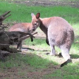 Nagyerdei Kultúrpark: Állatkert & Vidámpark Debrecen - Egyéb
