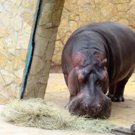 Nagyerdei Kultúrpark: Állatkert & Vidámpark Debrecen - Egyéb