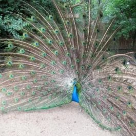 Nagyerdei Kultúrpark: Állatkert & Vidámpark Debrecen - Egyéb