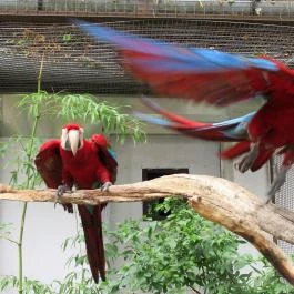 Nagyerdei Kultúrpark: Állatkert & Vidámpark Debrecen - Egyéb