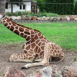 Nagyerdei Kultúrpark: Állatkert & Vidámpark Debrecen - Egyéb