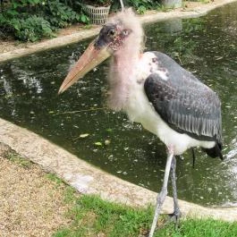 Nagyerdei Kultúrpark: Állatkert & Vidámpark Debrecen - Egyéb