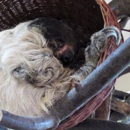 Nagyerdei Kultúrpark: Állatkert & Vidámpark Debrecen - Egyéb