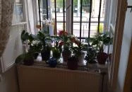 Nagyi Kifőzdéje Budapest