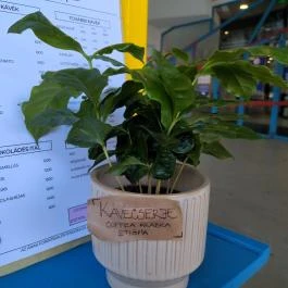 Napocska Kávézó Budapest - Egyéb