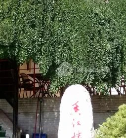 Nefrit Kínai Étterem