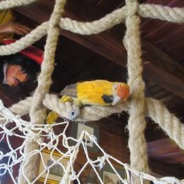 Nelson Pub Étterem & Cukrászda, Hajdúszoboszló - Egyéb