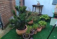 Newsee Teázó Szentendre